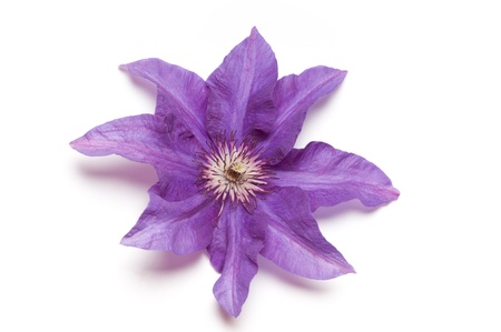 Purple clematis on white backgroundの写真素材