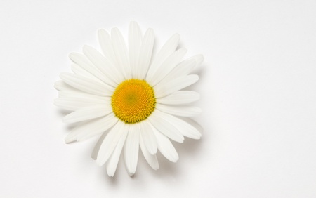 Daisy on white backgroundの写真素材