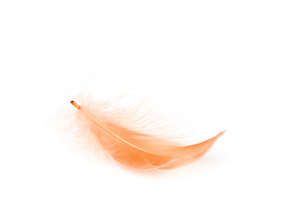 Red feather on white backgroundの写真素材