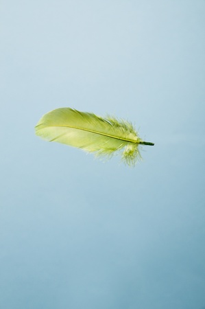 Green feather falling in the blue skyの写真素材