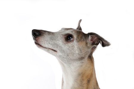 Portrait of a whippetの写真素材