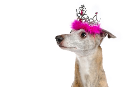 A whippet with a princess crownの写真素材