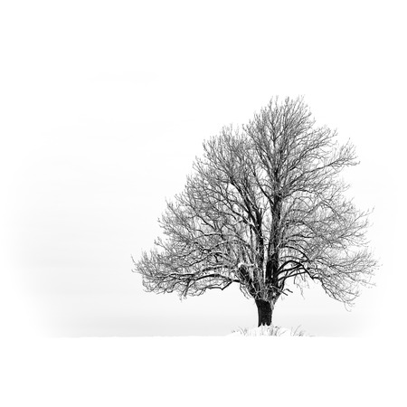 Winter with snow and a lonely tree in a fieldの写真素材