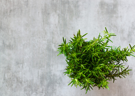 Rosemary herb plant on gray concrete backgroundの写真素材