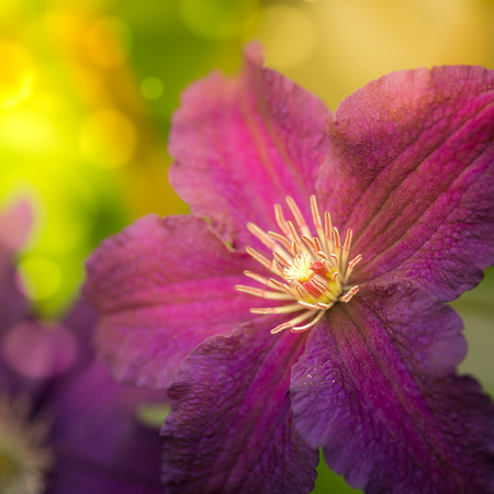 Beautiful clematis flower in the gardenの写真素材