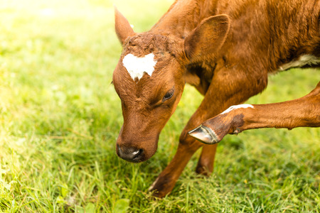 baby calf standing outside in the green field