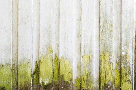 Old grunge white painted wall with green mossの写真素材