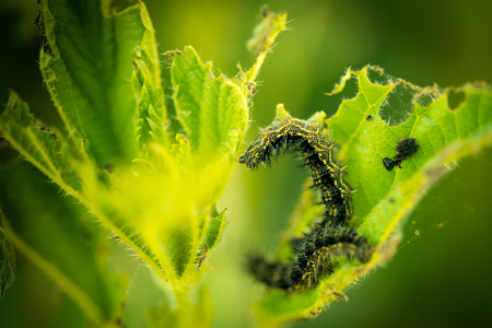 Caterpillar (Nymphalis urticaeAglais urticae) eating on a nettleの写真素材