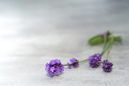 Beautiful purple lavender flowers on gray concrete table