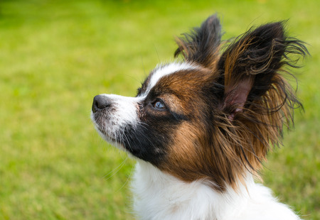 Beautiful young papillon dog outside with green grass in the backgroundの写真素材