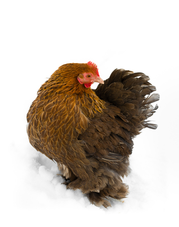 Beutiful hen outside in the snowの写真素材