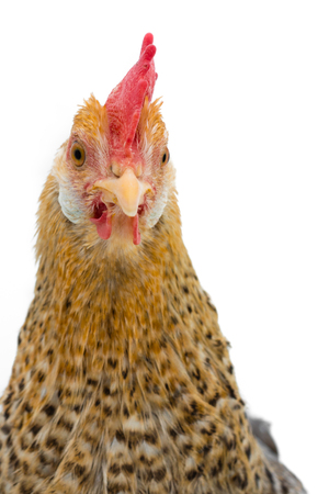 Beutiful hen with red mohawk on white backgroundの写真素材