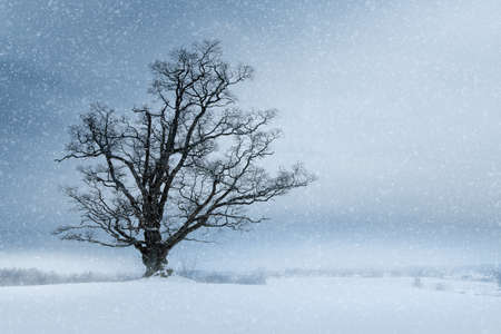 Winter scene with a lonely old oak tree on a field with snowy weatherの写真素材