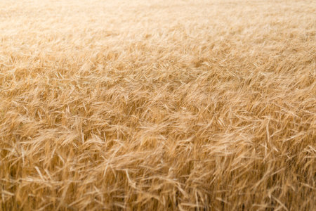 Golden barley field in the late summerの写真素材