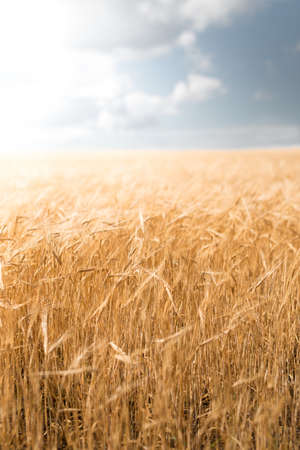 Golden barley field in the late summerの写真素材