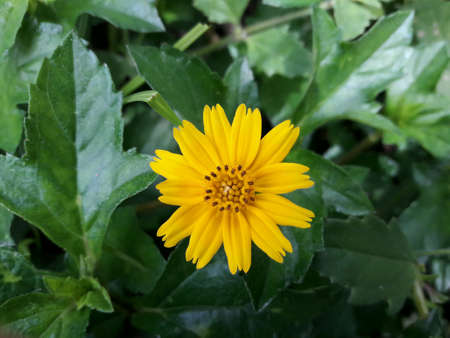 Flowers gold buttonsの素材