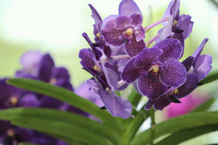 Purple orchids