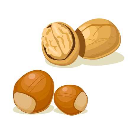 hazelnut walnut vectorのイラスト素材