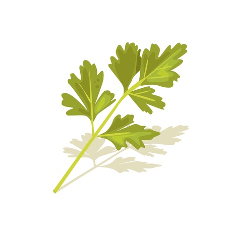 vector parsleyのイラスト素材