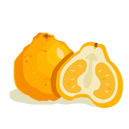 ugli fruitのイラスト素材