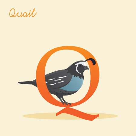 Animal alphabet with quail illustrationのイラスト素材