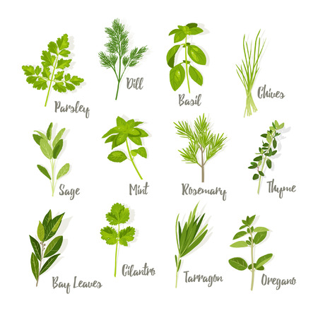 Set of herbs isolatedのイラスト素材