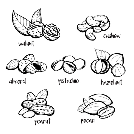 Set of hand drawn nutsのイラスト素材