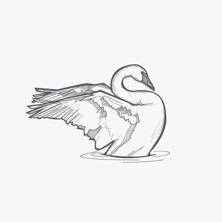 Swan in the water vector illustrationのイラスト素材