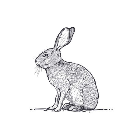 Vintage style hare graphic, vector illustrationのイラスト素材