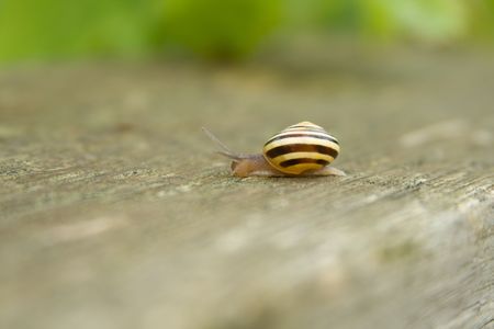 Slow moving snail after rainの写真素材