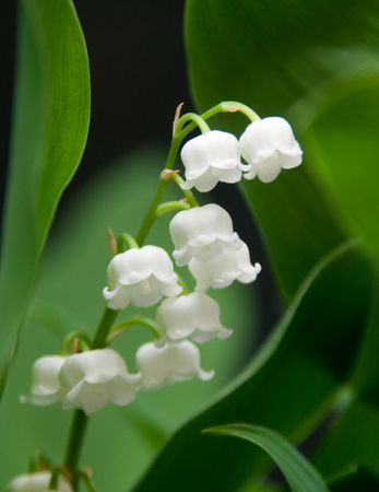 Flowersの写真素材