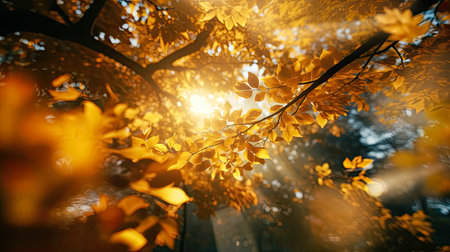 Beautiful autumn leaves on a tree in the park. Selective focus.の素材