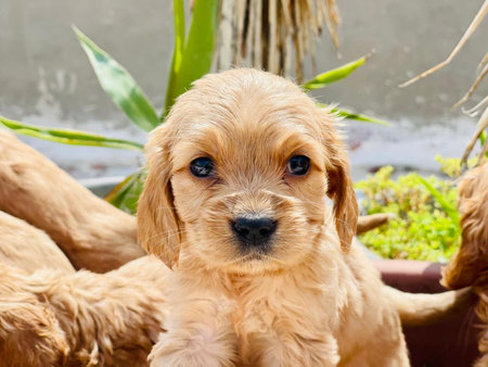 Puppy sitting in the garden looking at the camera