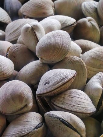 Clams for sale