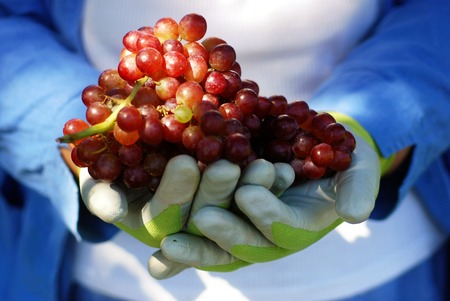 Bunch of fresh red grapes picked fresh from the garden (part of a series)の写真素材