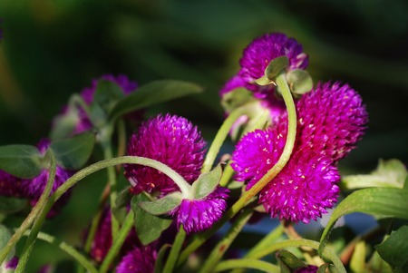 Globe Amaranth (Gomphrena globosa) in a garden lit by a single sunbeam in late afternoonの写真素材
