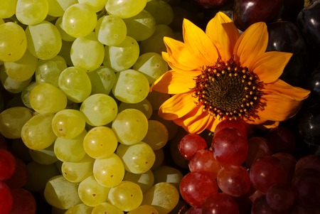 Bunches of grapes and sunflowers in a vintage wooden fruit box picked fresh from the garden (part of a series)の写真素材