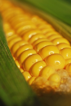Macro of corn on the cob with husk and corn silk -- narrow depth of field (part of a series)