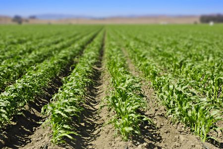 Young corn field in a valley in Central Californiaの写真素材