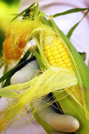Home gardener holding corn on the cob picked fresh from the garden