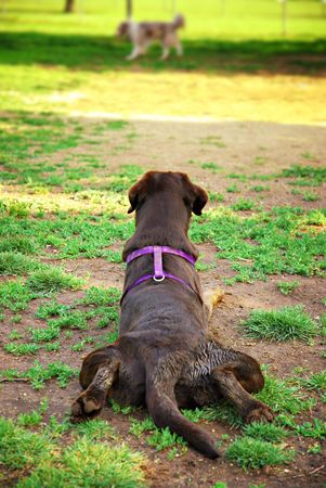 Chocolate labrador retriever stretches out on the shady grass watching another dog at the dog parkの写真素材