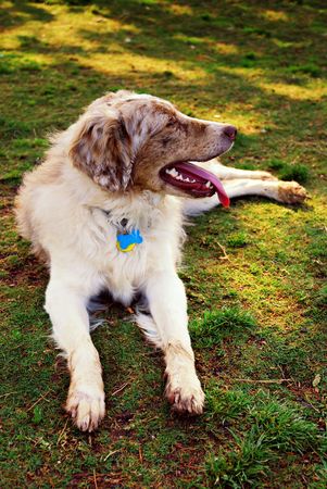 Border collie relaxing on the shady grass at a dog park