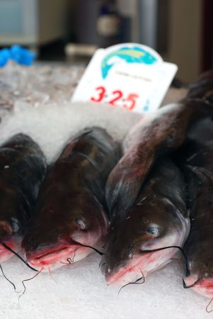Fresh catfish on ice for sale at a fish market