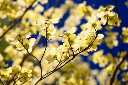 Eastern Flowering Dogwood tree -- Cornus Floridaの写真素材