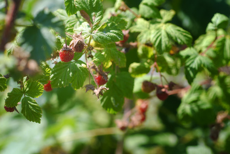 Wild red raspberries on mountainside bushの写真素材