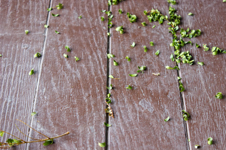 green leaf on wood floorの写真素材