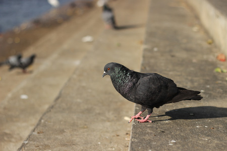 pigeons standing side  portrait photo stockの写真素材