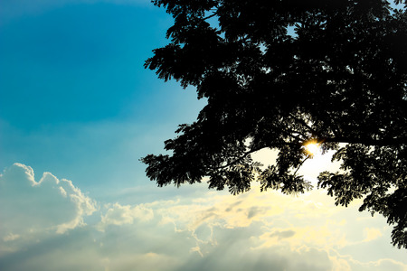 tree silhouette back sun light on blue sky backgroundの写真素材