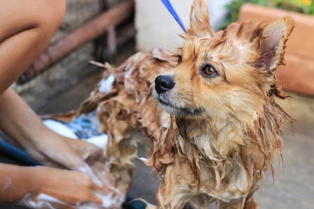 brown pomeranian take a shower standing portrait photoの写真素材