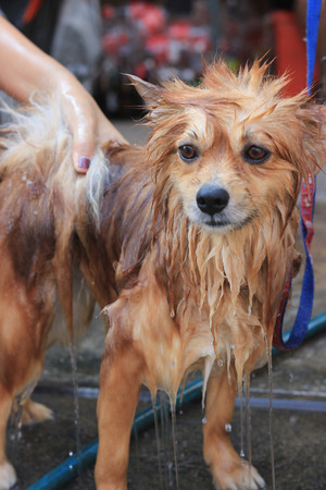 brown pomeranian take a shower standing portrait photoの写真素材